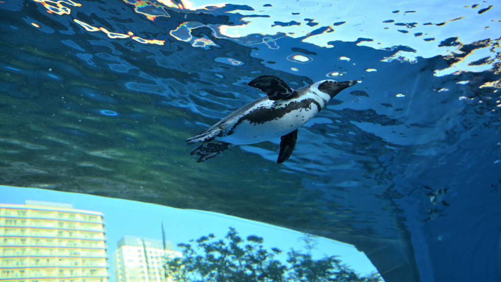 天空のペンギン# 08