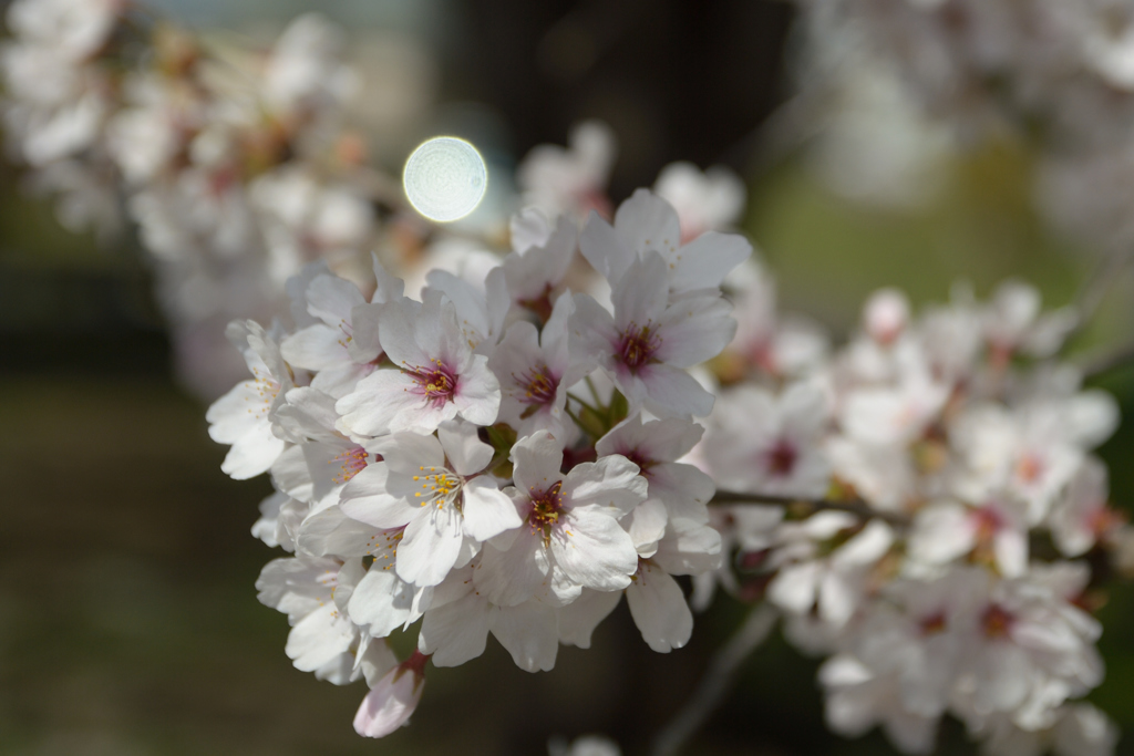 桜・多摩川#8