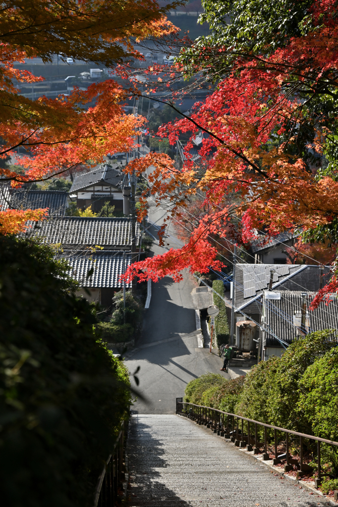 きぼうの紅