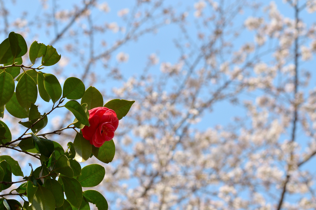 椿&桜_NYC