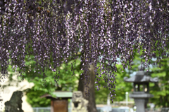 厳かな境内