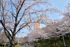 桜_NYC_01
