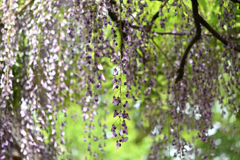 春の藤木陰