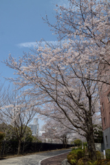 桜_NYC_11