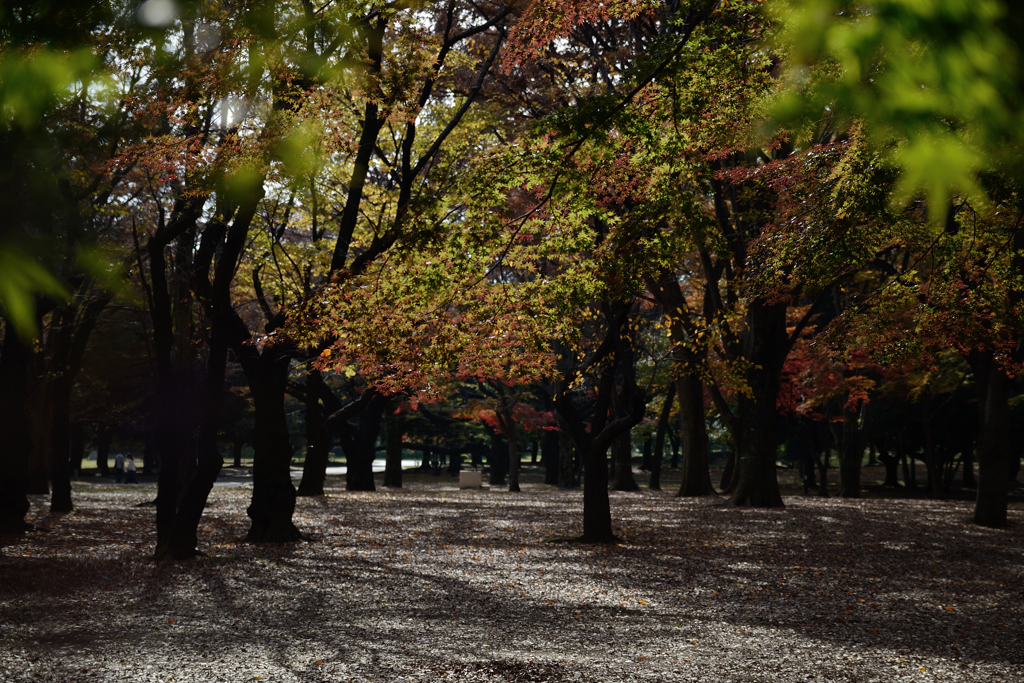 代々木公園_06