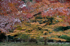 皇居東御苑_02