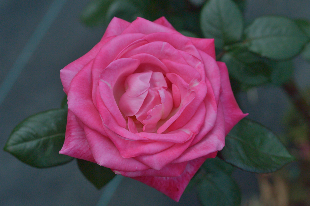 薔薇_18