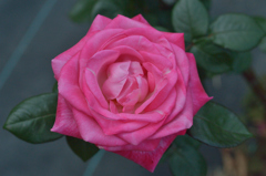 薔薇_18