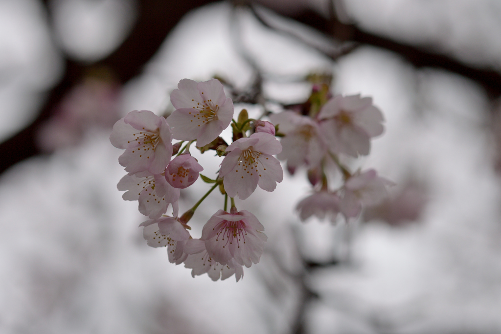 sakura_中#2