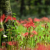 曼珠沙華_07