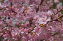 河津桜_01