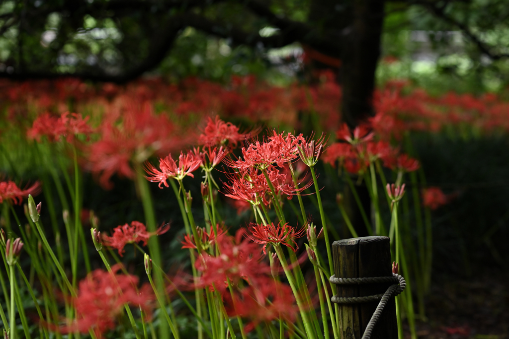 曼珠沙華_05