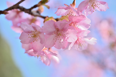 柔らかな桜香