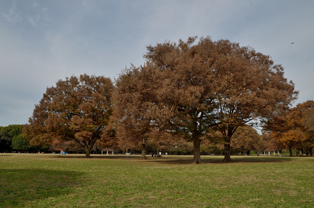 代々木公園_05