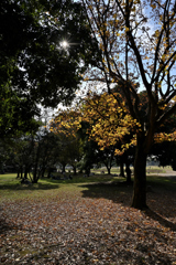 紅葉_#01