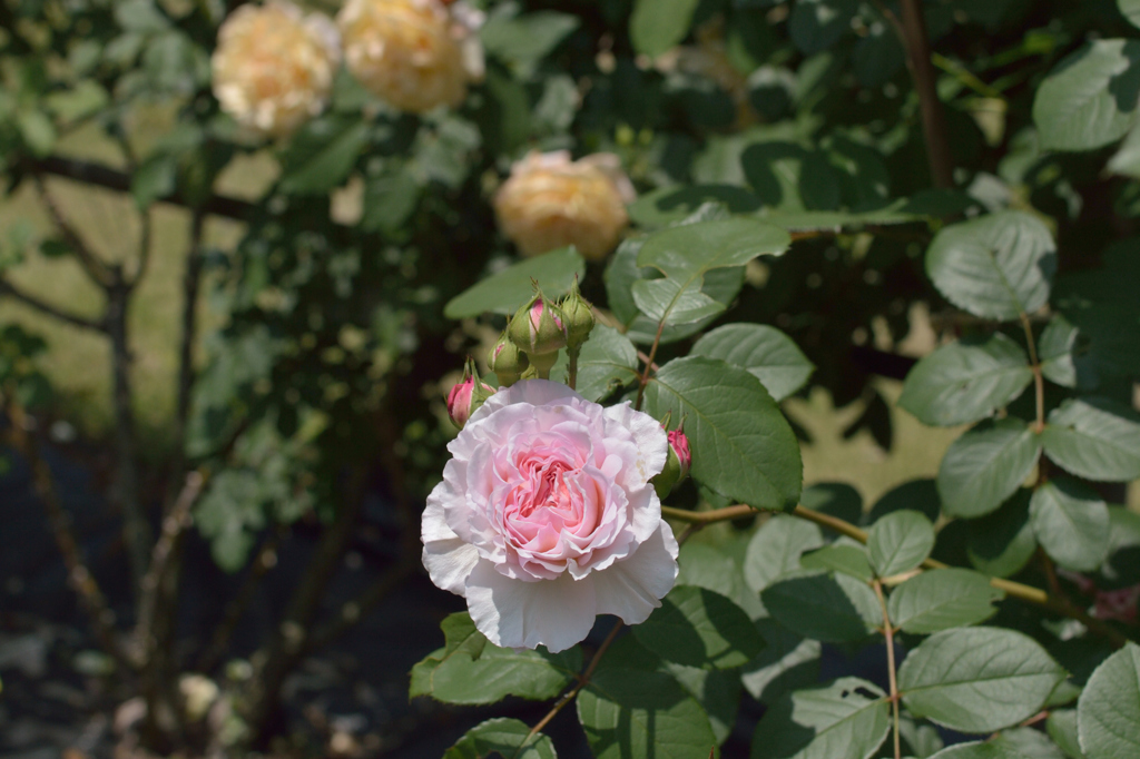 薔薇_1