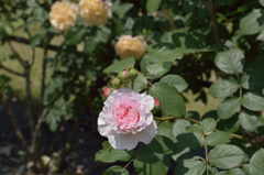 薔薇_1