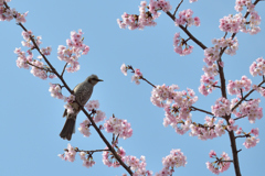 ヒヨドリ&桜_02