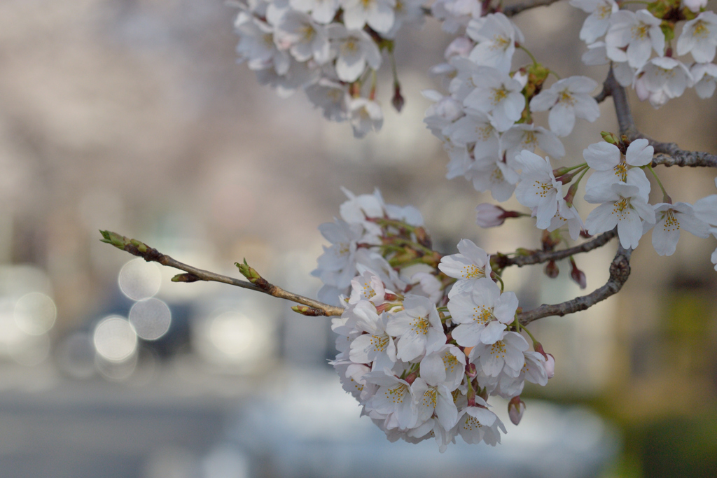 桜・国立#6