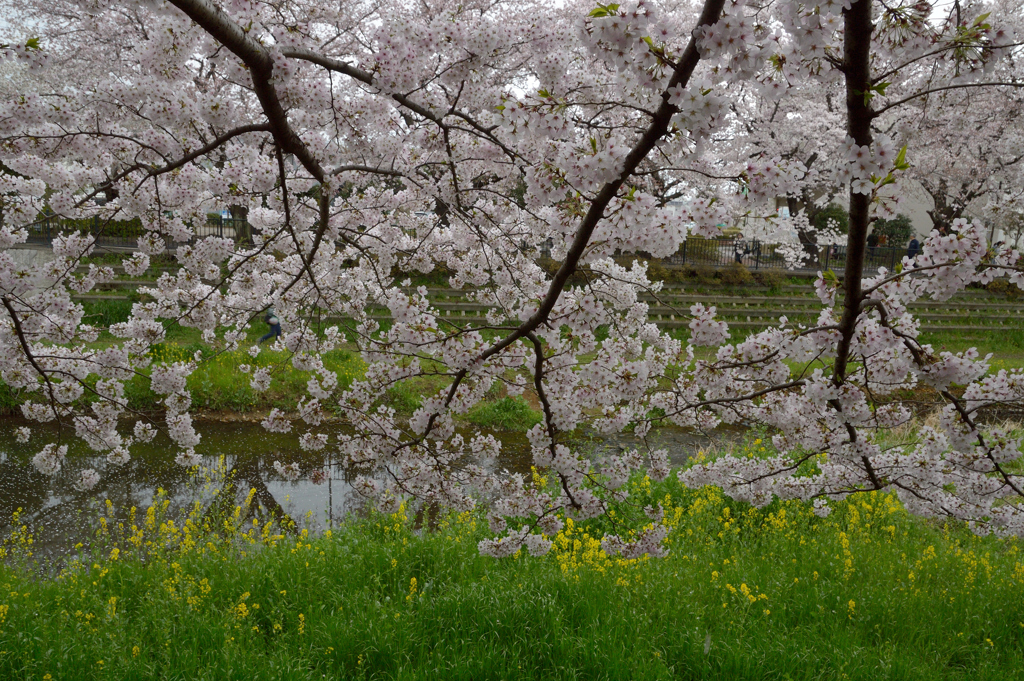 桜_野川_17