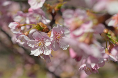 河津桜_10