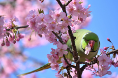 河津桜とインコ#6