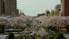 桜_国立大学通り_1