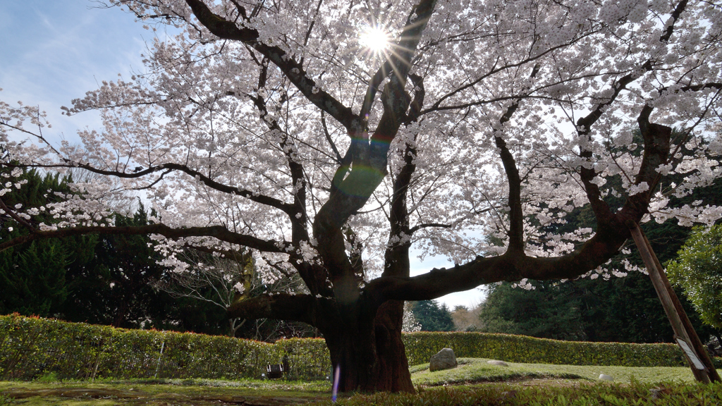 桜・NYC#2