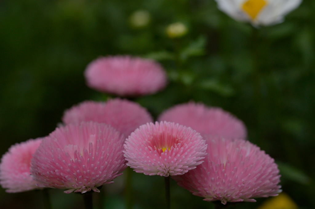 Daisy Spring Pink