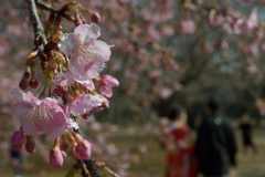 河津桜_代々木公園_03