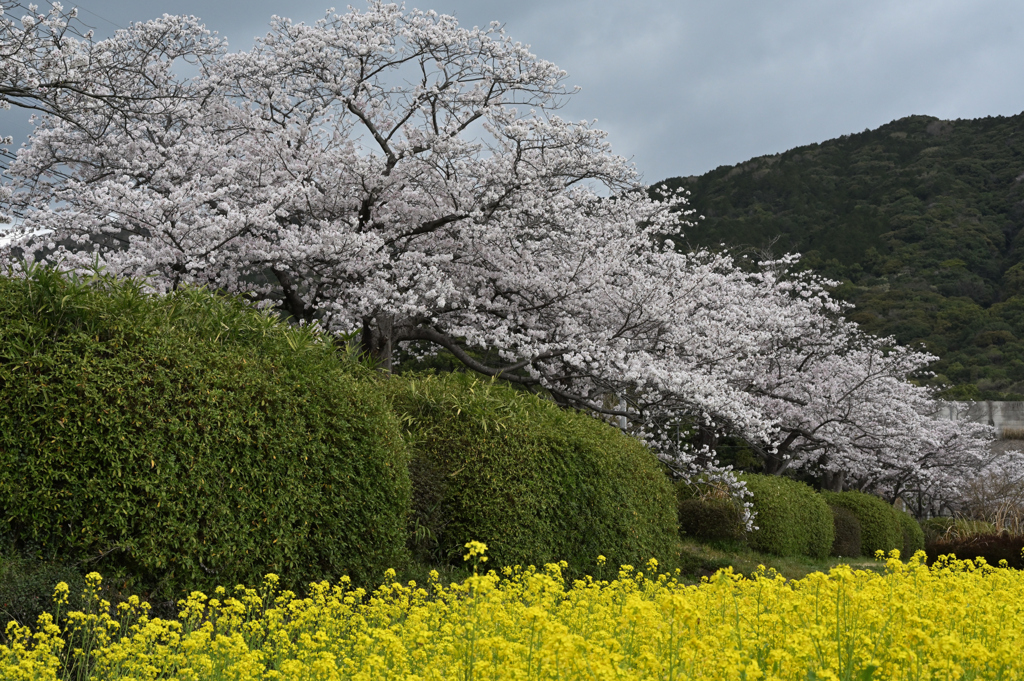 桜波