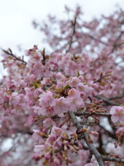 河津桜_07_代々木公園