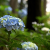 紫陽花_#7