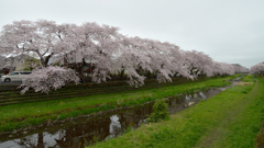 桜_野川_14