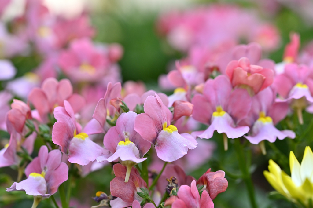 大学通り花壇