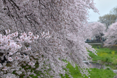 桜_野川_12