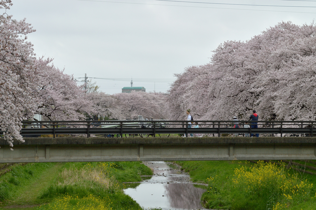 桜_野川_15