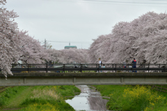 桜_野川_15