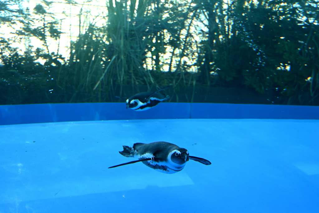天空のペンギン# 02
