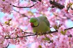 河津桜とインコ#2