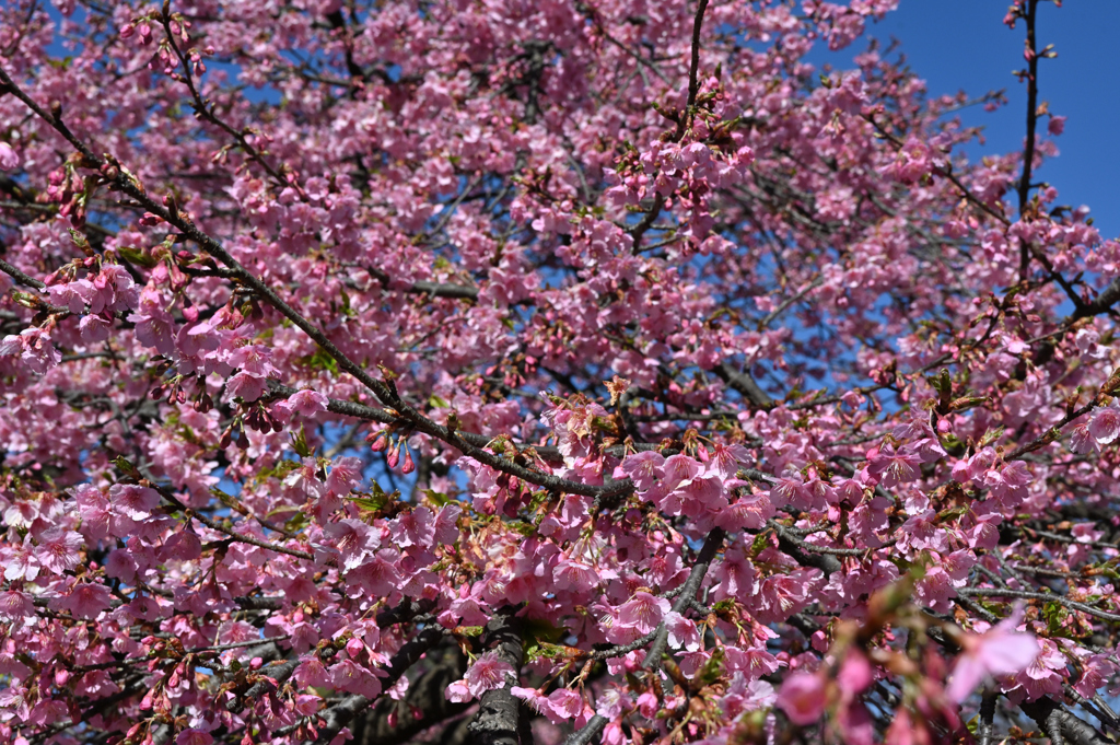 桜壁