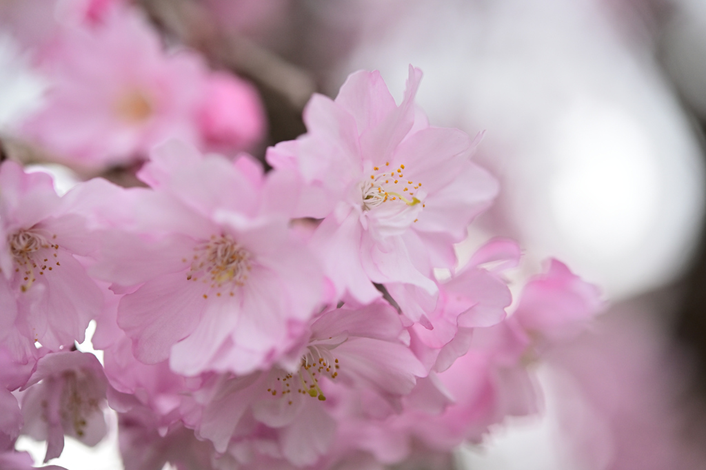 すりガラスの花びら