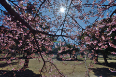 河津桜_代々木公園_03