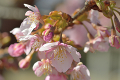 河津桜_代々木公園_06