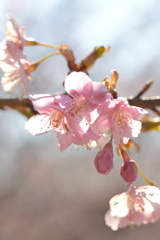 河津桜_代々木公園_16