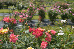 薔薇_3