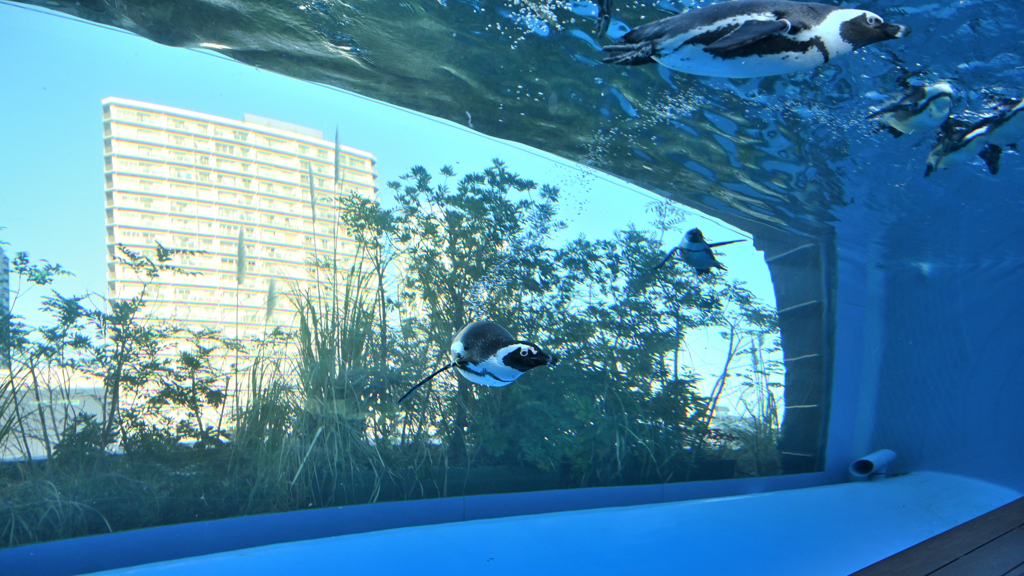 天空のペンギン# 06