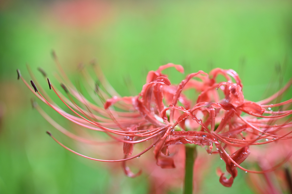 曼珠沙華_09