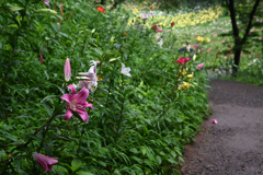 ところざわのゆり園_04