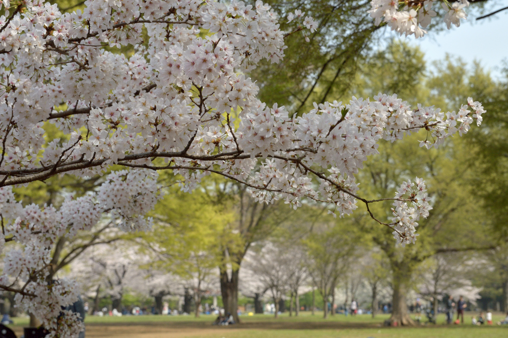 桜・代々木公園#2